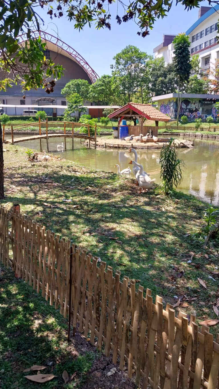 Kandang Soang Tampak Samping