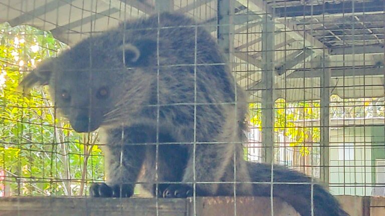 Binturong