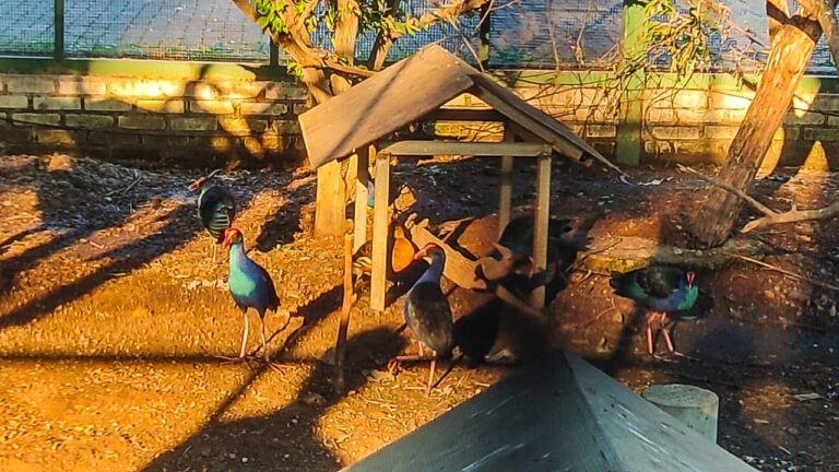 burung
