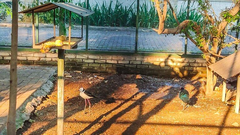 burung1