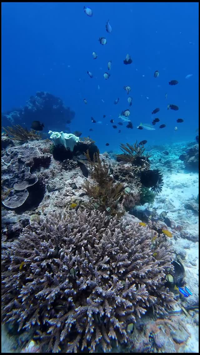 1739647739 Bagian 3 Menikmati liburan ala anak ASTACALA Menyelami keindahan bawah